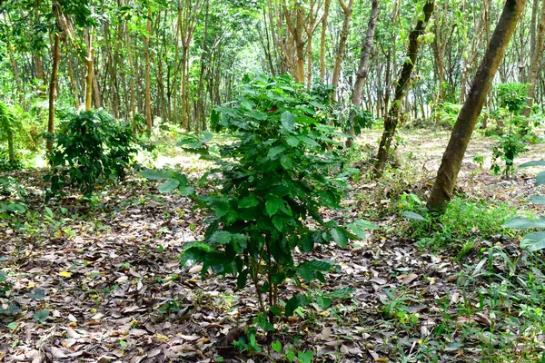 Ekologiska Arabica Kaffeplantor Odlar Blandad Trädgårdsodling Gummiplantage Landsbygden Nordöstra Thailand — Stockfoto