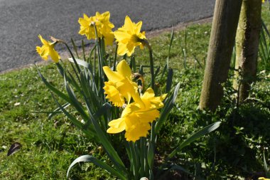 Güzel sarı nergis çiçekleri, İngiltere 'de bahar mevsiminde yol dışında yeşil çimlerde çiçek açıyor..