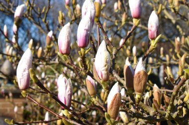 Güzel Magnolia çiçekleri bahar mevsiminde İngiltere 'nin bahçesinde güneş ışığıyla çiçek açmaya hazırdır. Doğa arkaplanı.