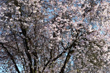 İlkbahar mevsiminde İngiltere 'de güneşli bir günde mavi gökyüzünde çiçek açan kiraz çiçeklerinin tam karesi. Doğa arkaplanı.