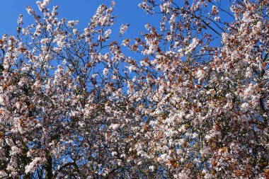 Güzel kiraz çiçeği sakura çiçekleri İngiltere 'de bahar mevsiminde mavi gökyüzü arkaplanına karşı ağaç dalından çiçek açar. Kopyalama alanı olan doğa arkaplanı.