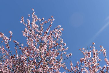 İngiltere 'de bahar mevsiminde mavi gökyüzünde açan güzel pembe kiraz çiçekleri. Kopyalama alanı olan doğa arkaplanı.