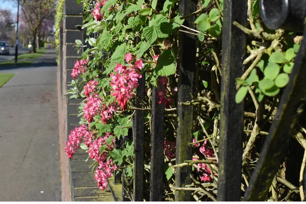 Schöne Ribes Sanguineum Blumen Blühen Gartenhaus Neben Spazierweg Dorf Einem — Stockfoto