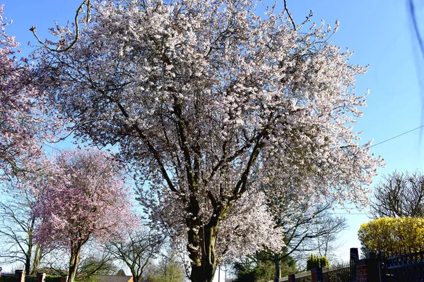 Blühende Kirschbäume Blühen Sonnigen Tagen Frühling Großbritannien Hintergrund Natur — Stockfoto