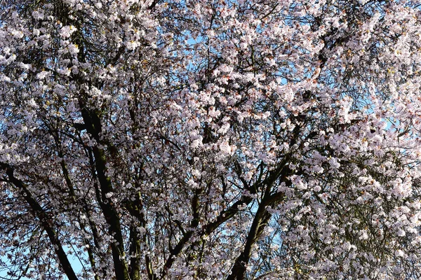 Moldura Cheia Flores Cerejeira Florescendo Contra Céu Azul Dia Ensolarado — Fotografia de Stock