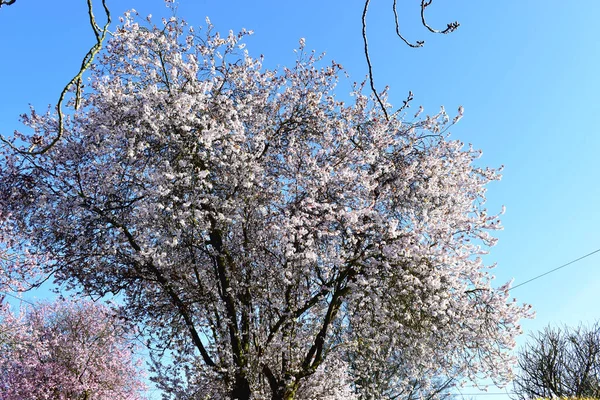 Lindas Flores Florescentes Árvores Flores Cerejeira Com Fundo Azul Céu — Fotografia de Stock