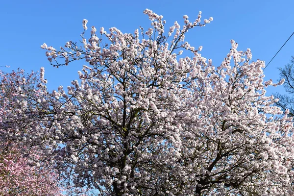 Beautiful Cherry Blossom Sakura Flowers Blooming Tree Branch Blue Sky — Stock Photo, Image