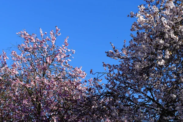 Belas Flores Cerejeira Rosa Branca Florescendo Árvore Contra Céu Azul — Fotografia de Stock