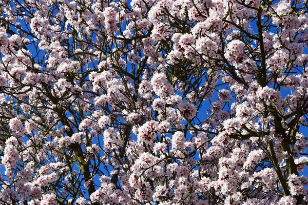 Moldura Cheia Flores Cerejeira Florescendo Contra Céu Azul Dia Ensolarado — Fotografia de Stock