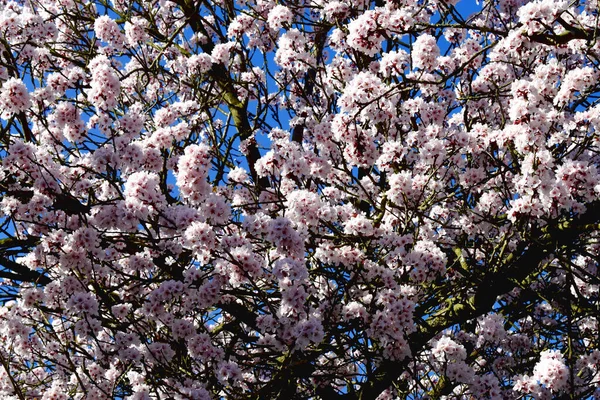 Quadro Cheio Belas Flores Cerejeira Florescendo Contra Céu Azul Dia — Fotografia de Stock