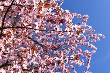 Pembe kiraz çiçeklerinin seçici odağı bulanık arka planda çiçek açıyor ve İngiltere 'de bahar mevsiminde güneşli bir günde mavi gökyüzü. Kopyalama alanı olan doğa arkaplanı.