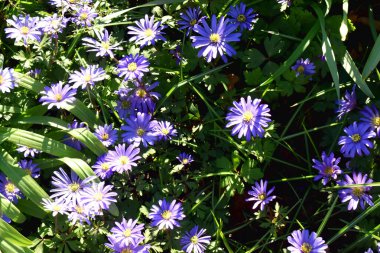 Mor Anemone Blanda çiçekleri ya da yeşil yapraklı Balkan şakayığı çiçekleri İngiltere 'de bahar mevsimi bahçesinde güneşli bir günde güneş ışığı altında. Doğa arkaplanı.