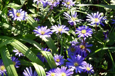 Çiçek açan güzel mor çiçekler, yeşil yapraklar güneş ışığı alan İngiltere 'de bahar mevsimi bahçesinde. Anemone Blanda çiçekleri veya Balkan şakayığı, Yunan rüzgâr çiçeği, kış rüzgârçiçeği olarak da bilinir..