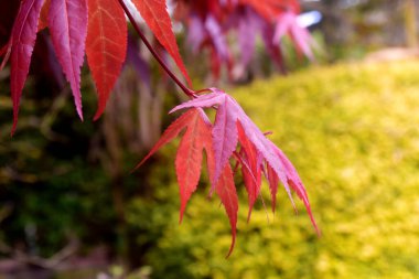 Doğadaki kırmızı Japon akçaağaç yapraklarının ya da Acer japonicum yapraklarının yakınlaşması İngiltere 'deki ilkbahar bahçesinde güneşli bir günde arka planı bulanıklaştırdı..