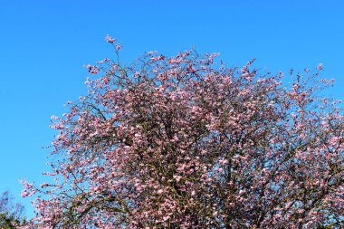 İngiltere 'de bahar mevsiminde güneşli bir günde ağaçta mavi gökyüzüne karşı kiraz çiçekleri açar. Kopyalama alanı olan doğa arkaplanı.