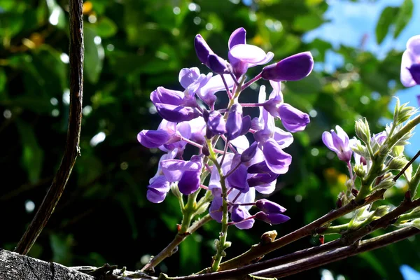 Closeup Violent Wisteria Flowers Blooming Sunlight Sunshine Day Green Nature — Stock Photo, Image