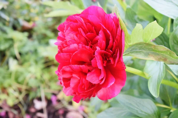 Side Oglądane Czerwony Kwiat Piwonii Kwitnący Sezonie Wiosennym Ogród Zieloną — Zdjęcie stockowe