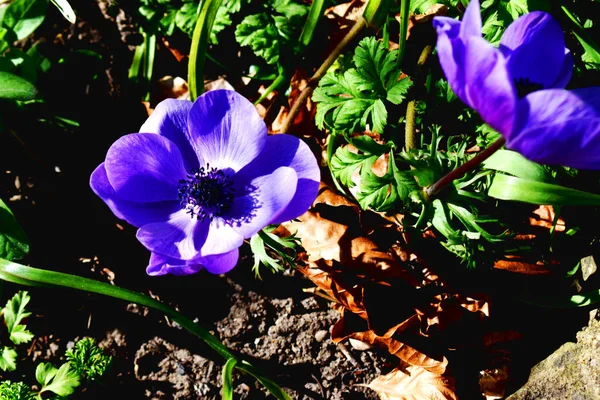 英国の晴れた日の春の庭で日光と美しい青と紫のイソギンチャクの花 自然背景 — ストック写真