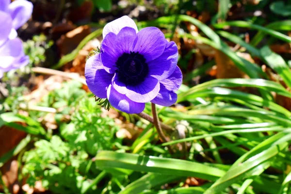 緑豊かな自然を背景に 晴れた日には美しい青いイソギンチャクの花が咲きます イギリスの春の花の庭 — ストック写真