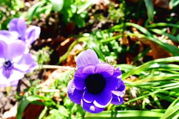 美しい青のイソギンチャク緑の自然を背景に花を咲かせます 英国の春の庭で花を咲かせます — ストック写真