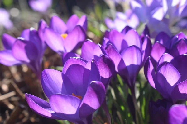 太陽の光が自然を背景に咲く紫色のクロッカスの花の閉鎖は 英国の春の季節に晴れた日に庭で美しい開花をぼかした 自然背景 — ストック写真