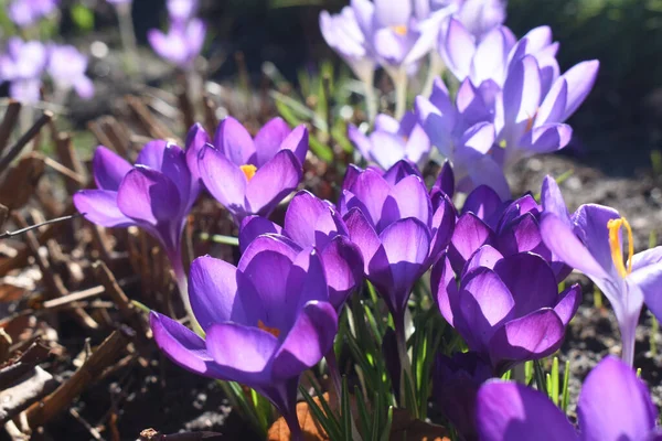 春の庭の晴れた日には 太陽の光を背景に美しい紫色のクロッカスの花が咲きます 自然背景 — ストック写真