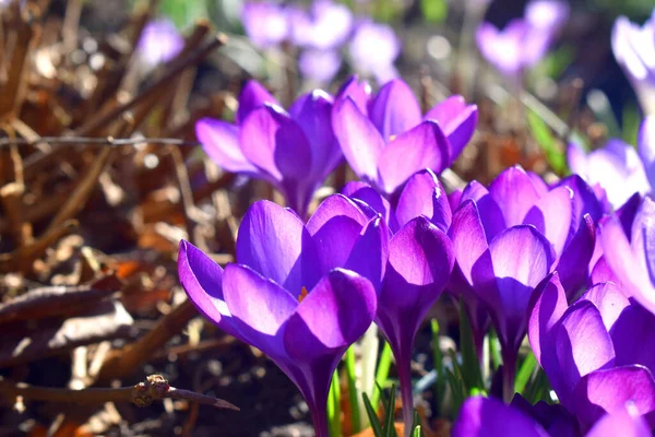 Цветки Фиолетового Крокуса Цветущие Солнечным Светом Размытом Фоне Природы Красивые — стоковое фото
