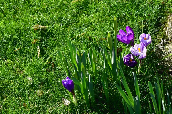 Цветки Фиолетового Крокуса Цветущие Зеленой Траве Солнечный День Саду Весеннего — стоковое фото