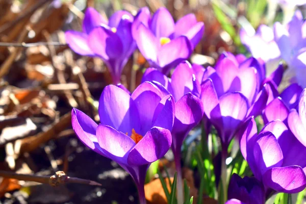 背景がぼやけている春の季節に太陽の光で開花する紫色の地殻の花 英国の春の庭での美しい開花に選択的な焦点 — ストック写真