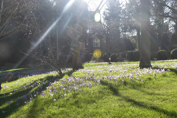 Landschaft Der Krokusblüte Auf Grünem Gras Garten Sonnentag Frühling Großbritannien — Stockfoto