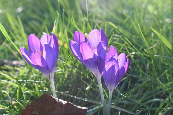Closeup Purple Crocus Flowers Blooming Sunlight Sunshine Day Green Grass — Stock Photo, Image