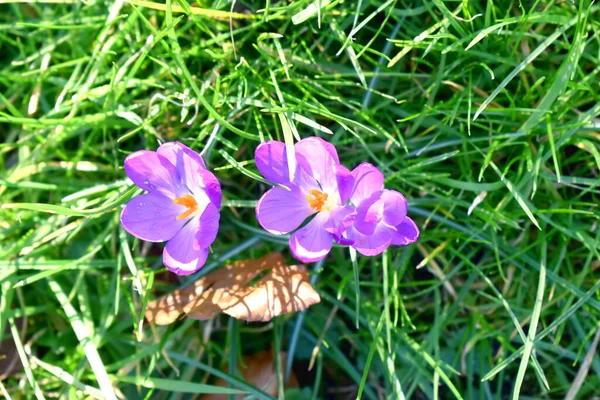 晴れた日には緑の草の上から紫色のクロッカスの花を眺めます 英国の春の庭での開花 — ストック写真
