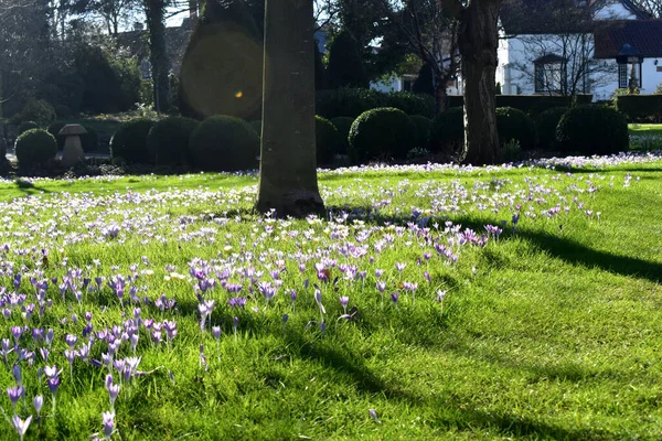 Schöne Kleine Krokus Blühende Feld Sonnenschein Tag Frühling Garten Großbritannien — Stockfoto