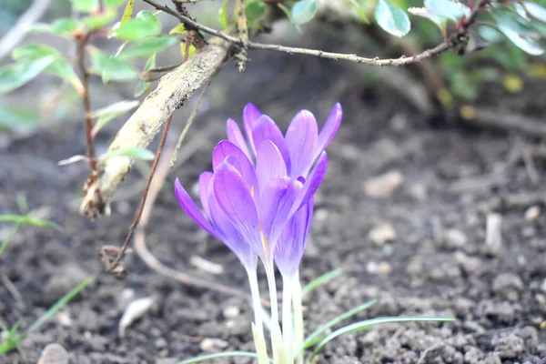 美しい紫色のクロッカスの花は 灰色の自然がぼやけている土壌で成長し 英国の春の花の最初の兆候 — ストック写真