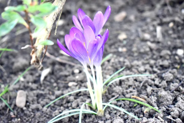 英国の春の花の最初の兆候である庭の土壌で成長する紫色のクロッカスの開花の終わり — ストック写真