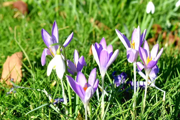 英国の春の庭で日当たりの良い光と緑の芝生の上に咲くクロッカスの花のクローズアップ コピースペースと自然ぼやけた背景 — ストック写真