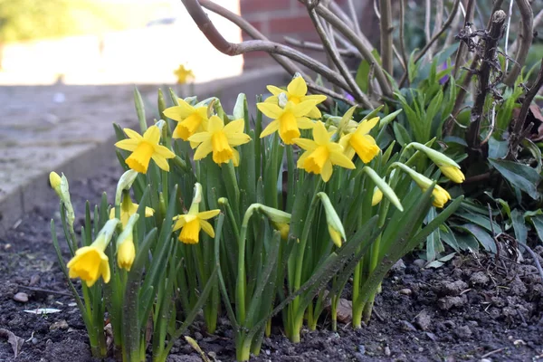 美丽而明亮的黄色水仙花绽放着绿叶 在英国春天的花园里生长 自然背景 免版税图库图片