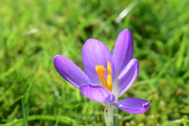 Mor tarla çiçeğinin yakın çekimi yeşil çimlerin üzerinde çiçek açarken doğa bulanık arkaplan. İngiltere 'de bahar zamanı çok güzel çiçek açarlar..