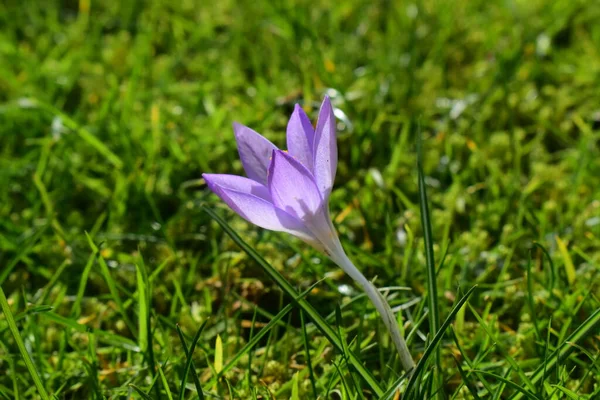 緑の芝生の自然を背景に美しい紫色の花を咲かせます 英国で春の時間に美しい開花 — ストック写真