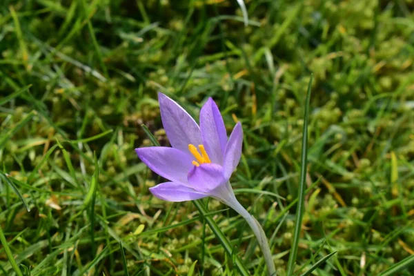 緑の芝生の自然を背景に美しい紫色の花を咲かせます 英国で春の時間に美しい開花 — ストック写真