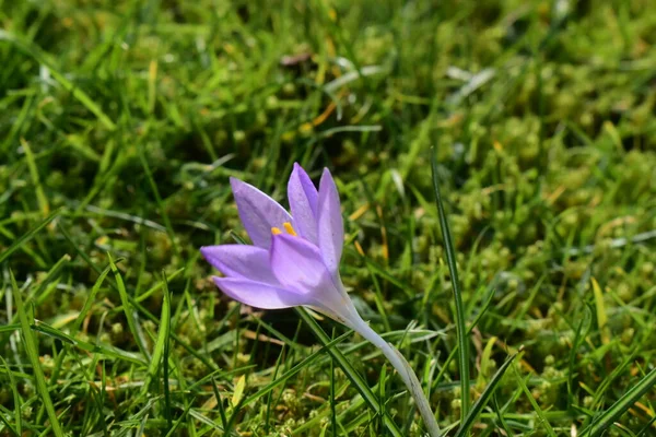 緑の芝生の自然を背景に美しい紫色の花を咲かせます 英国で春の時間に美しい開花 — ストック写真