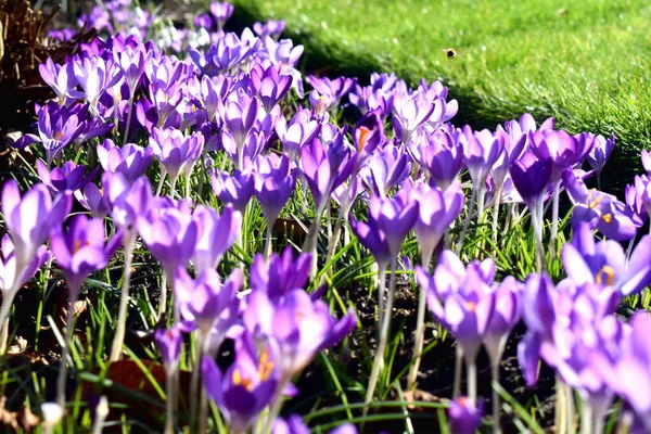 コピースペースのある陽射しに対して咲く美しい紫色の花 英国の庭で美しい春の開花 — ストック写真