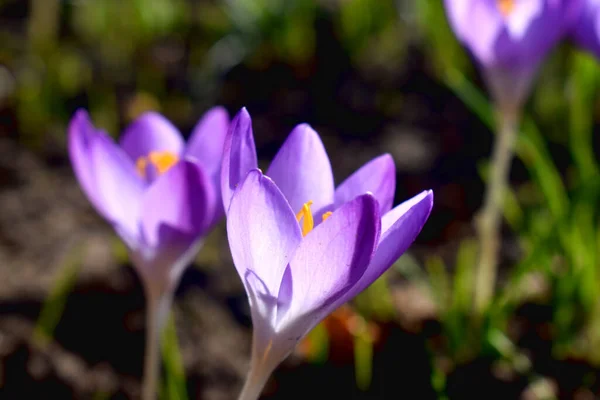 緑の芝生の上で太陽の光に対して開花紫色のクロッカスの花の閉鎖は背景をぼかした 太陽の日春の庭で美しい開花英国 自然背景 — ストック写真