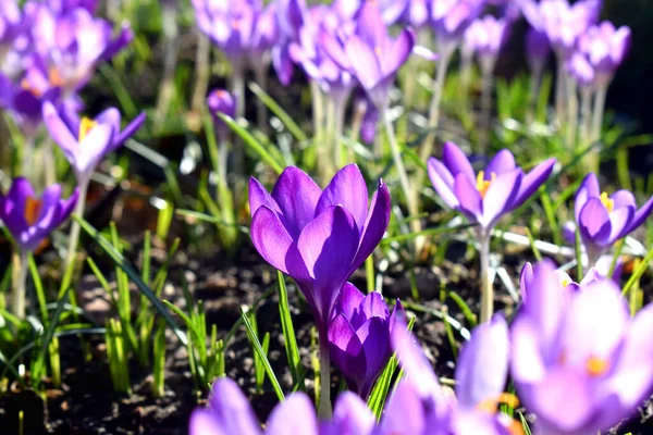 コピースペースで背景がぼやけて自然に太陽の光に対して咲く紫色の花の選択的な焦点 英国の庭での最初の兆候春の開花 — ストック写真