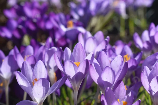 背景がぼんやりとした太陽の光を背景に 紫色の花を咲かせます イギリスの春 — ストック写真