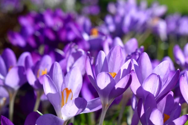 太陽の光で背景がぼんやりとした自然の中に紫色の花を咲かせます 英国での季節の美しい開花 — ストック写真