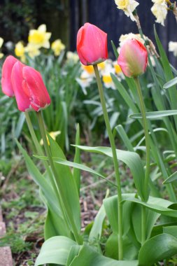 İngiltere 'nin bahar bahçesinde güzel lale çiçekleri yetişiyor. Güzel çiçekler açan doğa arkaplanı.