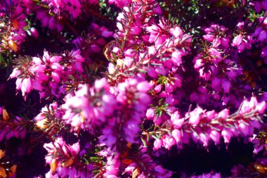 Mor Erica çiçeklerinin yeşil yapraklı arka planına odaklan. Bahçede kış keneviri (Erica) çiçek açar. Tam çerçeve çiçekli doğa arkaplanı.