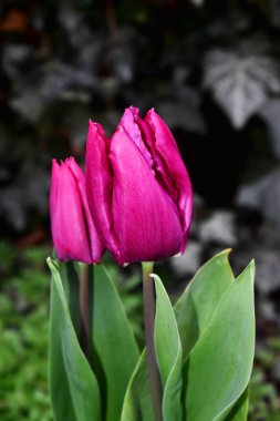 Doğada yeşil yaprakları olan güzel mor lale çiçekleri bulanık arkaplan. İngiltere 'de güzel bir çiçek açmış..