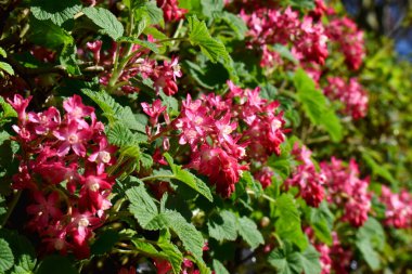 Kırmızı çiçekli frenk üzümü ya da Britanya bahçesinde bahar mevsiminde güneşli yeşil yapraklarla açan Ribes sanguineum çiçeği üzerine seçici bir odaklanma. Doğa arkaplanı.